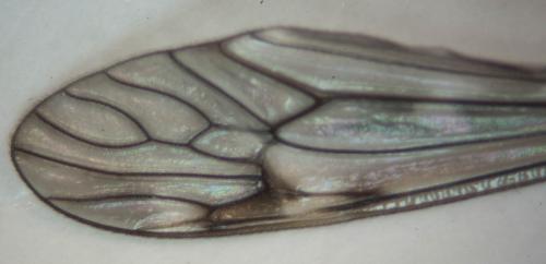 Tipula confusa