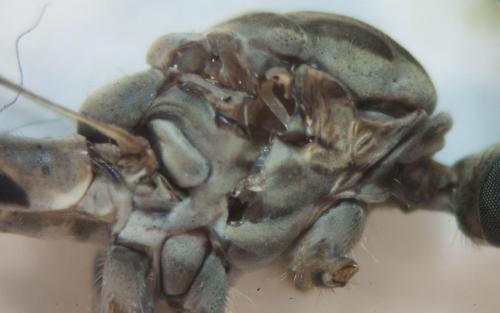 Tipula confusa