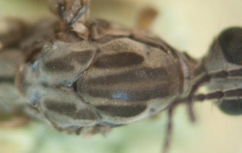Tipula confusa