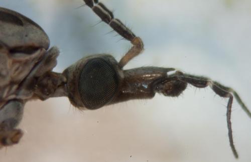 Tipula confusa