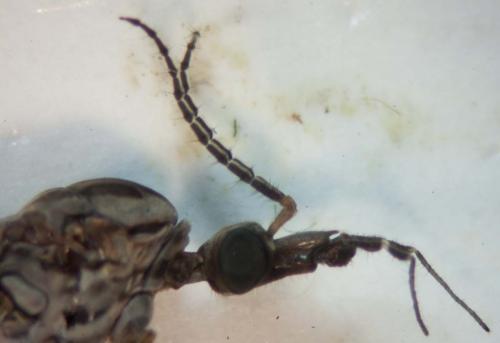 Tipula confusa