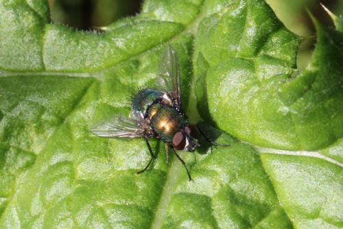 Lucilia sp.