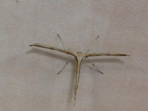 Emmelina sp.