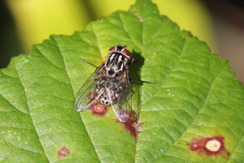 Réf. 93 160 : Graphomya maculata
