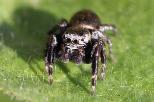 Evarcha arcuata