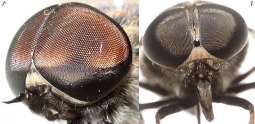 Réf. 93 322 : Tabanus paradoxus