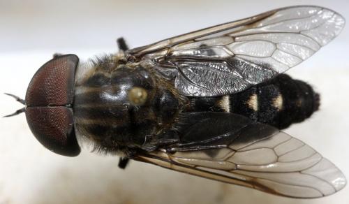 Tabanus paradoxus
