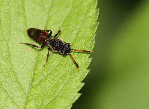 Nomada sp.