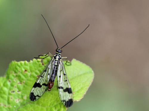 Panorpa communis