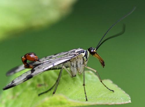 Panorpa communis