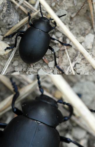 Timarcha tenebricosa