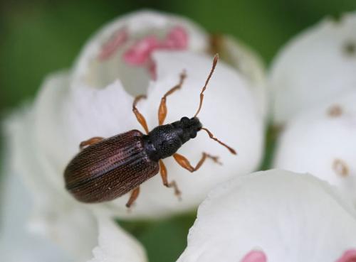 Réf. 93 270 : Phyllobius oblongus