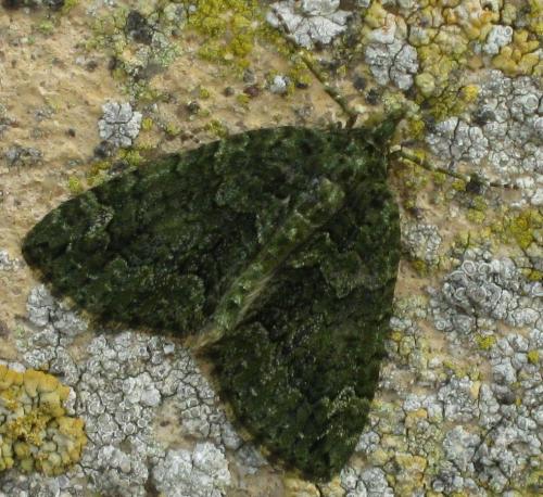 Réf. 93 524 : Chloroclysta siterata
