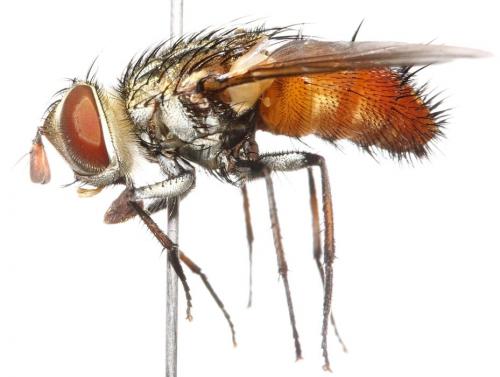 Réf. 93 653 : Winthemia bohemani