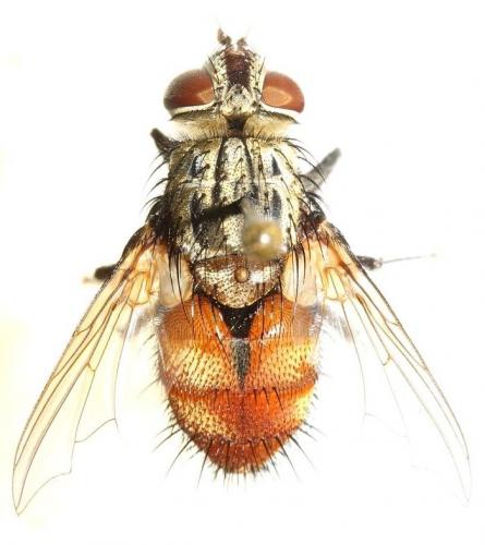 Réf. 93 654 : Winthemia bohemani