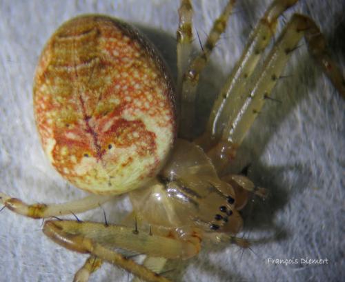 Metellina mengei