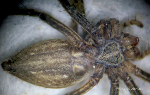 Pisaura mirabilis