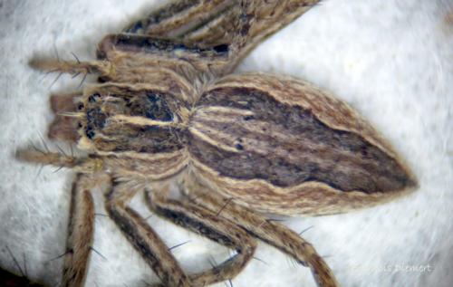 Pisaura mirabilis