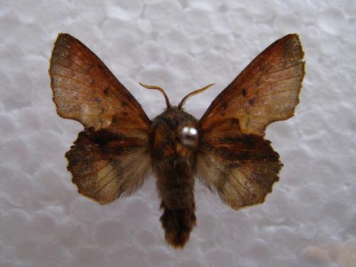 Phyllodesma tremulifolia