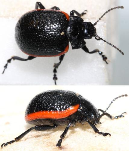 Chrysolina kuesteri