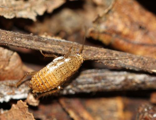 Ectobius pallidus