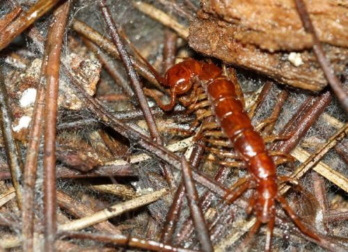 Lithobius sp.