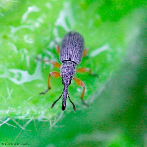 Rhopalapion longirostre