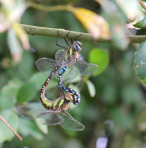 Aeshna mixta