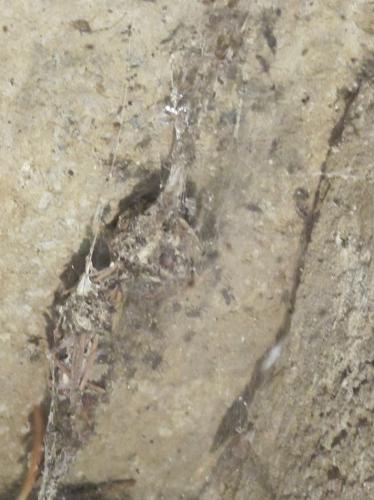Tegenaria sp.