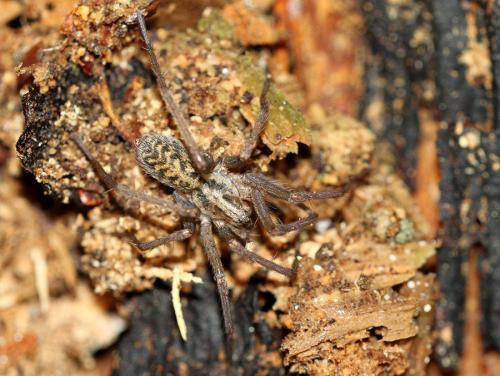 Tegenaria sp.