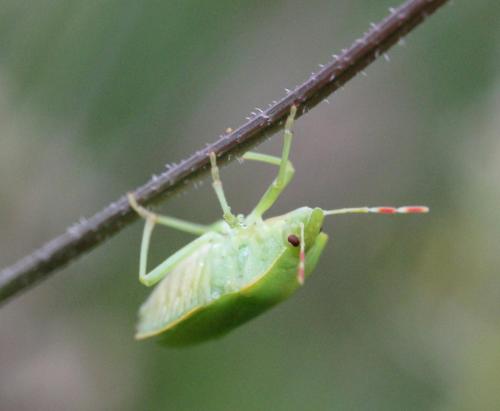 Palomena prasina