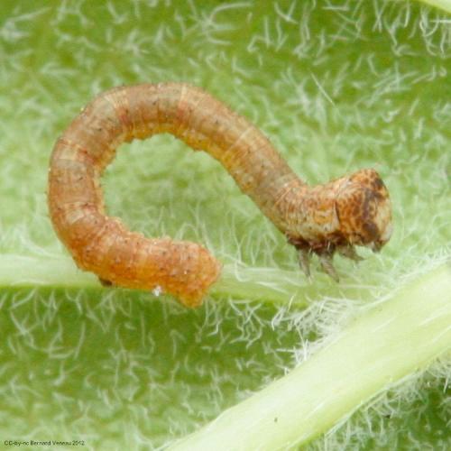 Réf. 93 919 : Peribatodes rhomboidaria
