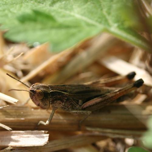 Réf. 93 918 : Pseudochorthippus parallelus