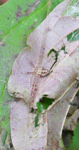 Dicranopalpus ramosus