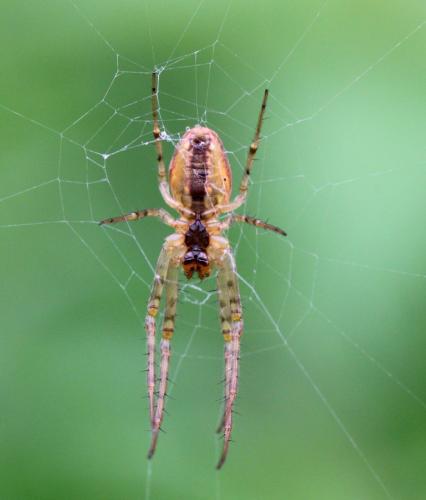 Metellina mengei