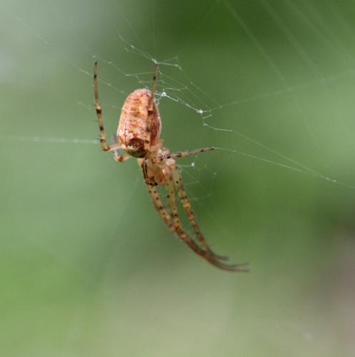 Metellina mengei