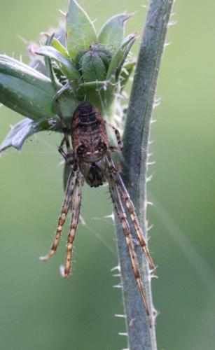 Metellina sp.