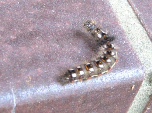 Acronicta rumicis