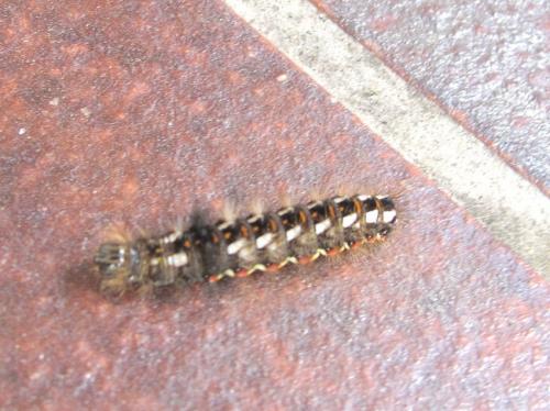 Acronicta rumicis
