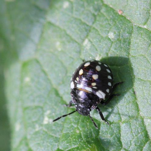 Nezara viridula