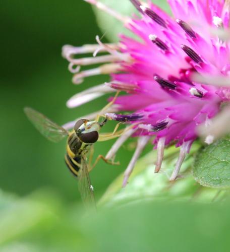 Sphaerophoria sp.