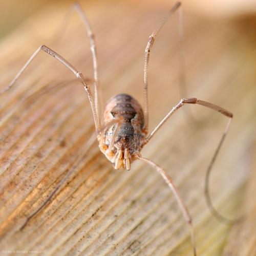 Phalangium opilio
