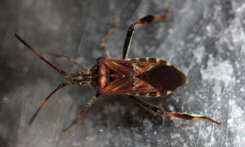 Leptoglossus occidentalis