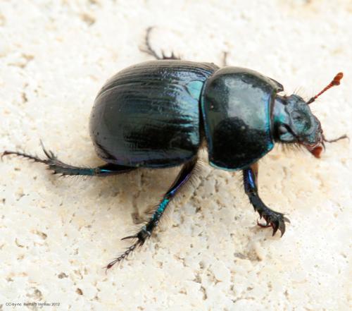 Réf. 93 681 : Anoplotrupes stercorosus