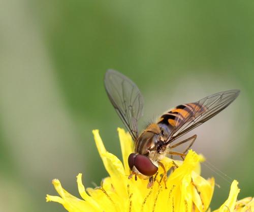 Episyrphus balteatus