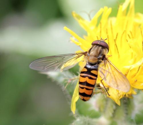 Episyrphus balteatus