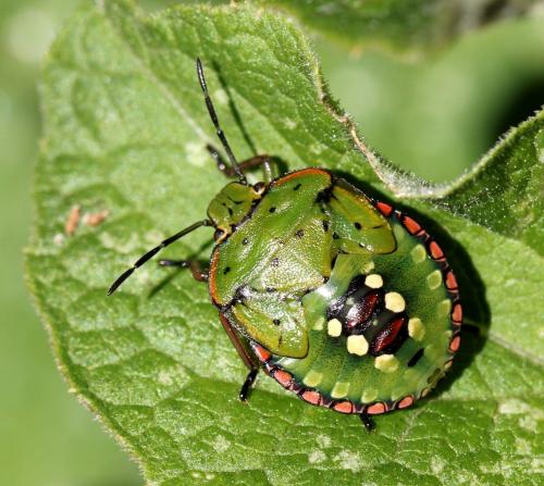 Réf. 93 682 : Nezara viridula