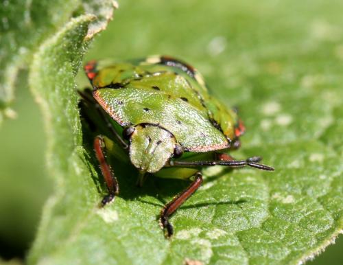 Nezara viridula