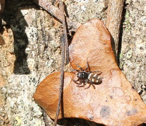 Réf. 93 794 : Salticus scenicus