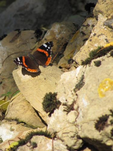 Réf. 93 506 : Vanessa atalanta